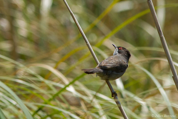 Fauvette mélanocéphale — Curruca melanocephala (Gmelin, JF, 1789), (mâle adulte) (Bidart (64), France, le 22/05/2019)