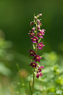 Épipactis rouge sombre — Epipactis atrorubens (Hoffm.) Besser, 1809