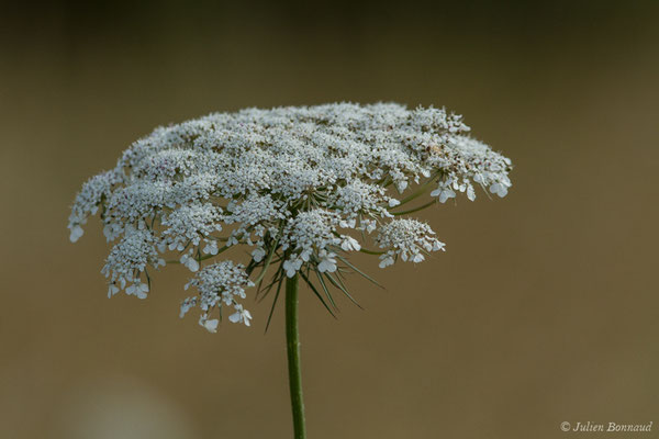 Carotte sauvage — Daucus carota L., 1753, (Braud-et-Saint-Louis (33), France, le 04/07/2018)