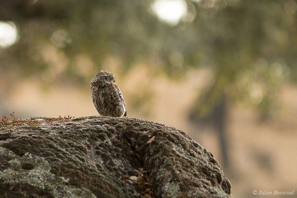 Chevêche d'Athéna — Athene noctua (Scopoli, 1769), (Parque Natural de la Sierra de Andújar (Andalousie), Espagne, le 10/08/2020)