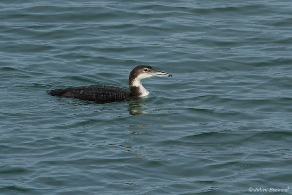 Plongeon imbrin – Gavia immer (Brünnich, 1764), (Baie de Chingoudy, Hendaye, France (64), le 09/02/2019)