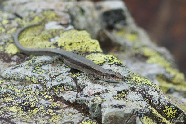 Lézard de Bonnal — Iberolacerta bonnali (Lantz, 1927)