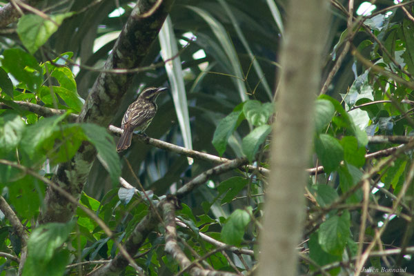 Tyran audacieux — Myiodynastes maculatus (Statius Müller, 1776)