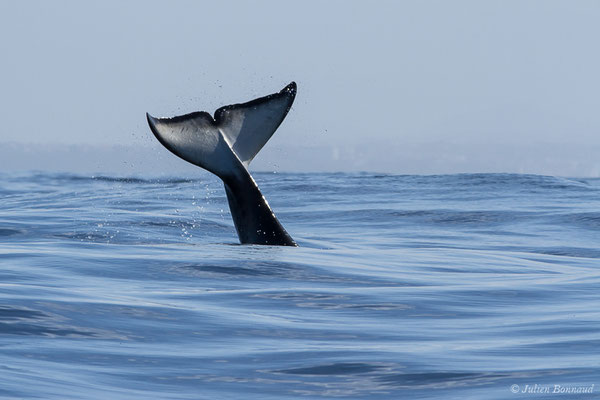 Orque ou Épaulard – Orcinus orca (Linnaeus, 1758), (Saint-Jean-de-Luz (64), France, le 05/10/2019)