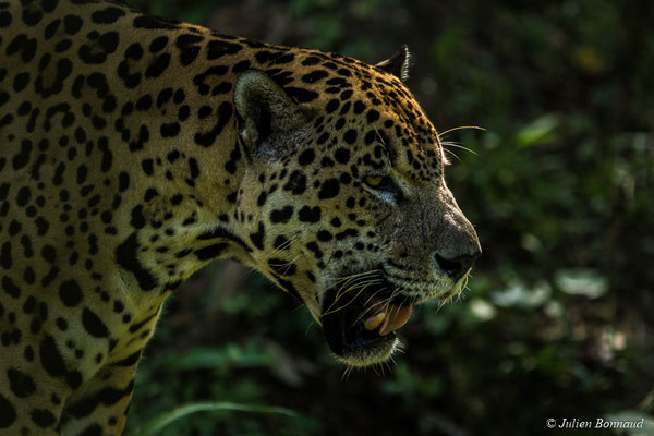 Jaguar (Panthera onca) (Zoo de Guyane, Montsinéry, le 03/09/2017) 