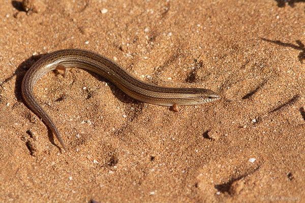 Seps mionecton — Chalcides mionecton (Boettger, 1874)
