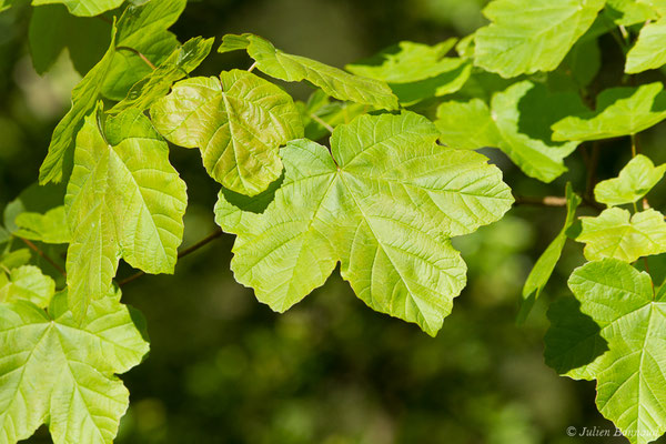 Érable à feuilles d'obier — Acer opalus Mill., 1768, (Etsaut (64), France, le 06/05/2019)