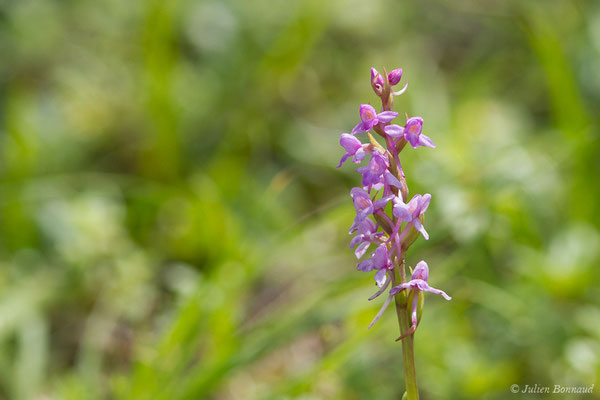 Gymnadénie moucheron, Orchis moucheron, Orchis moustique — Gymnadenia conopsea (L.) R.Br., 1813