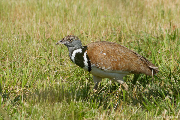 Outarde canepetière – Tetrax tetrax (Linnaeus, 1758), (Zoodyssée, Chizé (79), France, le 12/06/2021)