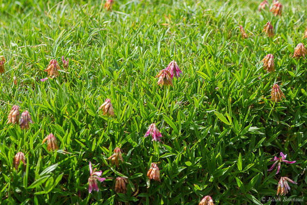 Trèfle des Alpes ou Réglisse des montagnes — Trifolium alpinum L., 1753