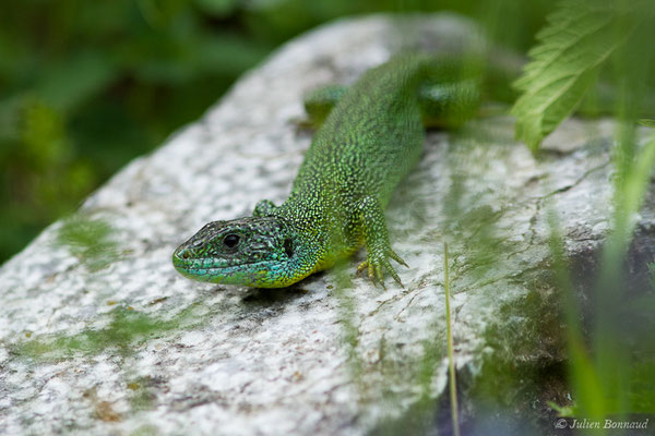 Lézard à deux raies — Lacerta bilineata (Daudin, 1802)