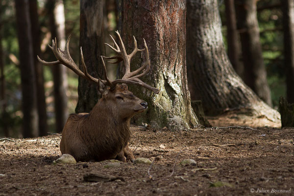 Cerf élaphe – Cervus elaphus Linnaeus, 1758, (Parc faunistique Lacuniacha, Huesca, Espagne, le 09/02/2020)