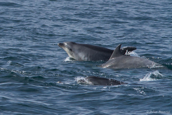 Grand dauphin commun ou Grand Dauphin – Tursiops truncatus (Montagu, 1821), (Saint-Jean-de-Luz (64), France, le 20/04/2019)