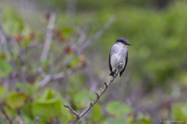 Tyran gris — Tyrannus dominicensis vorax Vieillot, 1819