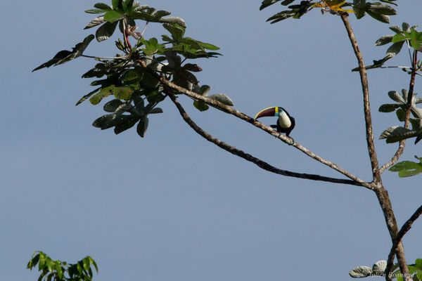Toucan à bec rouge — Ramphastos tucanus Linnaeus, 1758, (Petit-Saut, le 04/08/2016)