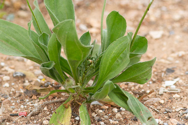 Plantain pied-de-lièvre — Plantago lagopus L., 1753, (Casablanca (Casablanca-Settat), Maroc, le 23/03/2024)