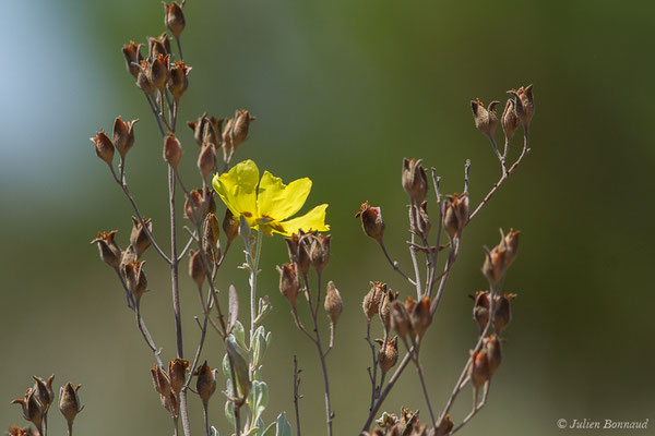 Hèlianthème à feuilles d'Hélianthème ou Ciste jaune — Cistus halimifolius L., 1753, (Parc national de Doñana, El Rocio (Andalousie), le 05/08/2020)