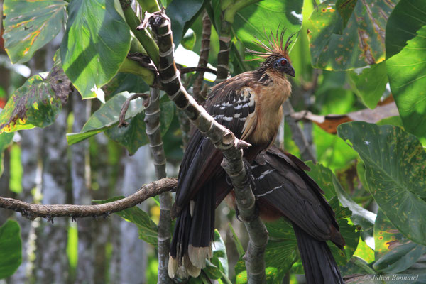 Hoazin huppé — Opisthocomus hoazin (Statius Müller, 1776)