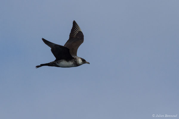 Labbe pomarin – Stercorarius pomarinus (Temminck, 1815), (Sagres (Vila do Bispo), Algarve (Portugal), le 31/08/2018)