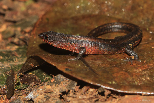 Léposome des Guyanes — Loxopholis guianense (Ruibal, 1952), (Réserve biologique intégrale de Lucifer Dékou Dékou, Saint-Laurent-du-Maroni, Guyane, le 29/02/2016)