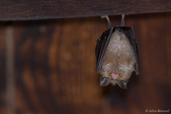 Petit rhinolophe — Rhinolophus hipposideros (Borkhausen, 1797)
