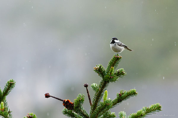 Mésange noire — Periparus ater (Linnaeus, 1758), (Etsaut (64), France, le 20/04/2022)