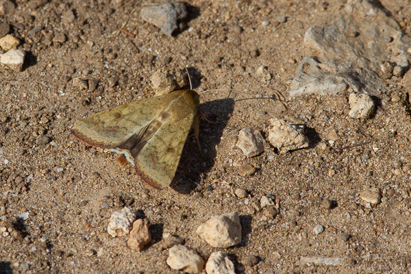 Armigère — Helicoverpa armigera (Hübner, 1808), (Leucate (11), France, le 24/09/2024) 