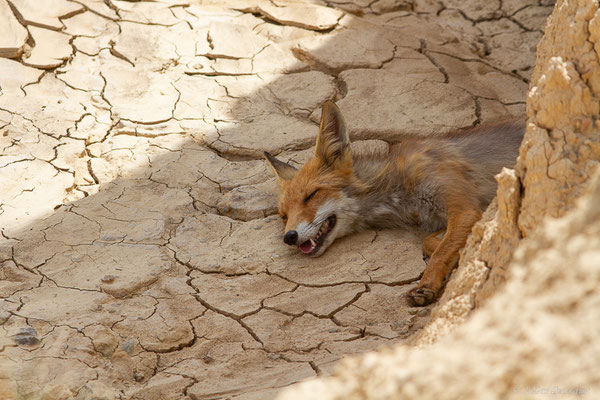 Renard roux — Vulpes vulpes (Linnaeus, 1758), (Parque Natural de las Bardenas, Navarre, Espagne, le 08/06/2022)