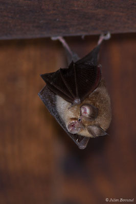 Petit rhinolophe – Rhinolophus hipposideros (Borkhausen, 1797), (Parbayse (64), France, le 22/08/2019)
