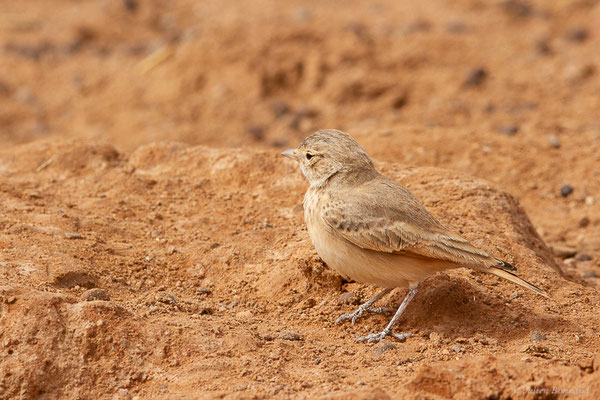 Ammomane élégante — Ammomanes cinctura (Gould, 1839), (Parc national d'Iriqui (Souss-Massa-Draâ, Guelmim-Es Semara), Maroc, le 12/02/2023)