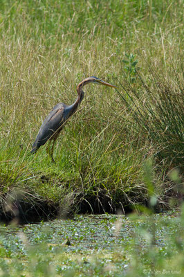 Héron pourpré — Ardea purpurea Linnaeus, 1766, (Saint-Thomas-de-Conac (17), France, le 21/06/2018)