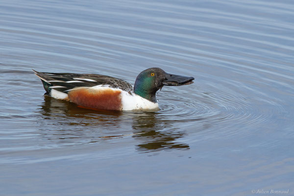 Canard souchet — Anas clypeata (Linnaeus, 1758)