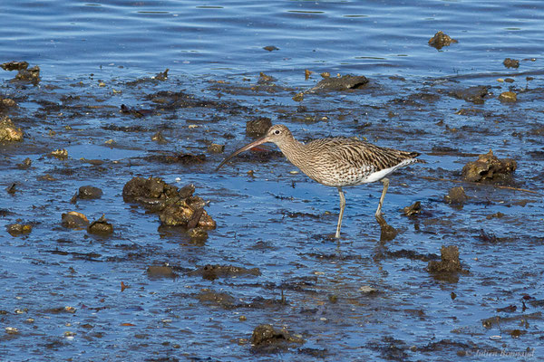 Courlis cendré — Numenius arquata (Linnaeus, 1758), (Parc écologique de Plaiaundi, Irun (Pays basque), Espagne, le 12/11/2022)