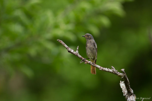 Rougequeue noir — Phoenicurus ochruros (Gmelin, SG, 1774), (Saint-Béa (31), France, le 16/05/2018)