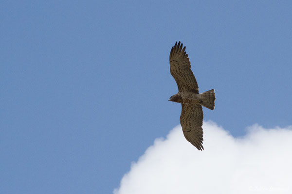 Circaète Jean-le-blanc — Circaetus gallicus (Gmelin, JF, 1788), (adulte) (en route vers Salamanque (Castille-et-León), Espagne, le 06/09/2018)