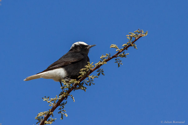 Traquet à tête blanche — Oenanthe leucopyga (Brehm, 1855), (Tata (Souss-Massa), Maroc, le 08/02/2023)