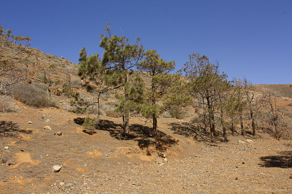 Pin des Canaries — Pinus canariensis C.Sm. ex DC., 1825, (Betancuria, Fuerteventura, (Iles Canaries, Espagne), le 17/02/2022)