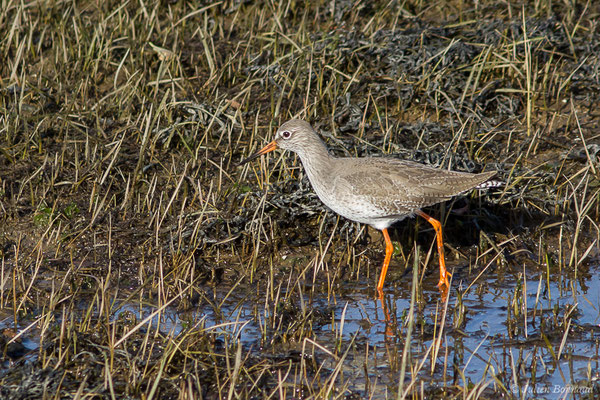 Chevalier gambette — Tringa totanus (Linnaeus, 1758), (adulte en plumage internuptial) (Parc écologique Plaiaundi, Irun, Espagne, le 20/12/2020)