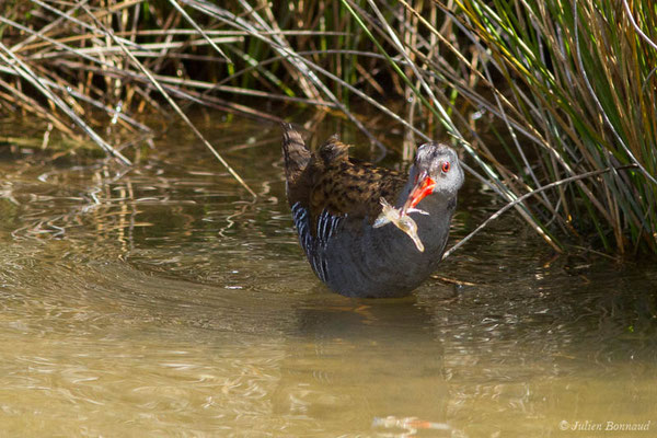 Râle d'eau — Rallus aquaticus Linnaeus, 1758, (réserve ornithologique du Teich (33), France, le 23/05/2021)