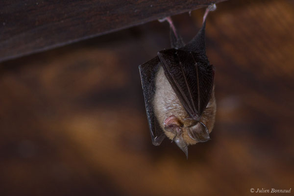 Petit rhinolophe — Rhinolophus hipposideros (Borkhausen, 1797)