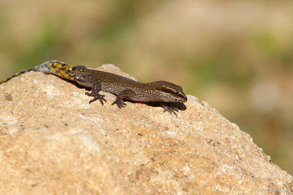 Saurodactyle de Brosset — Saurodactylus brosseti Bons & Pasteur, 1957