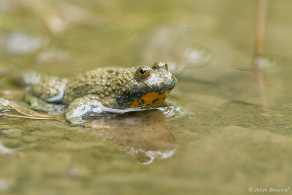 Sonneur à ventre jaune — Bombina variegata (Linnaeus, 1758)