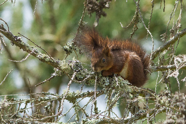Écureuil roux — Sciurus vulgaris Linnaeus, 1758, (La Brède (33), France, le 11/06/2019)