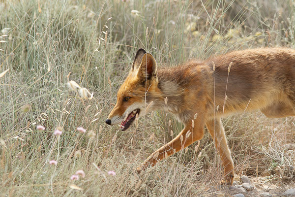 Renard roux — Vulpes vulpes (Linnaeus, 1758), (Parque Natural de las Bardenas, Navarre, Espagne, le 08/06/2022)