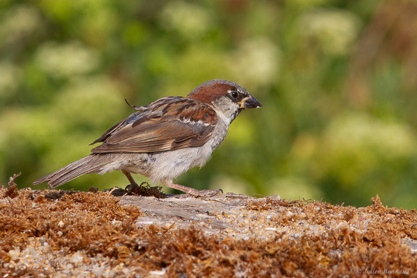 Moineau domestique — Passer domesticus (Linnaeus, 1758), (Anglet (64), France, le 10/08/2024)