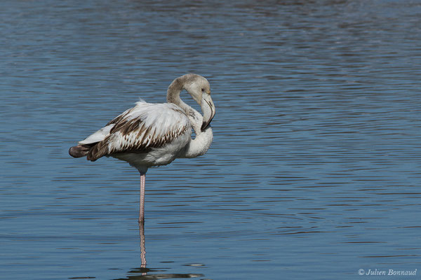 Flamant rose – Phoenicopterus roseus Pallas, 1811, (Parc ornithologique de Pont de Gau (13), France, le 20/02/2020)