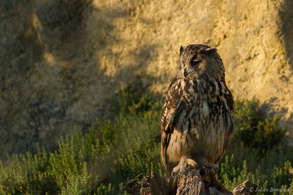 Grand-duc d'Europe — Bubo bubo (Linnaeus, 1758), (Parc ornithologique de Pont de Gau (13), France, le 20/02/2020)
