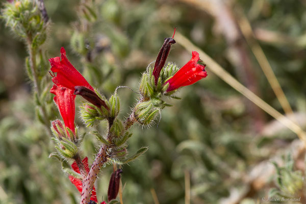 Vipérine de Crète — Echium creticum L., 1753, (Ammelne, (Souss-Massa), Maroc, le 06/02/2023)