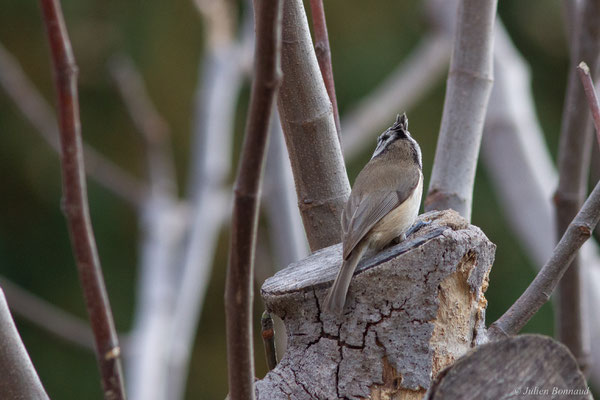 Mésange huppée — Lophophanes cristatus (Linnaeus, 1758), (Toulon (83), France, le 17/02/2025)