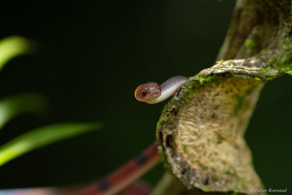Siphlophide à tête orangée — Siphlophis compressus (Daudin, 1803), (mine d'or Dorlin, Maripassoula, Guyane, le 24/05/2017)